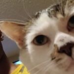 Kamarcus Sowell-Butler Shooting News: 18-Year-Old Teens Killed in Tragic Shooting Incident at 1500 block of Autumn Village Drive